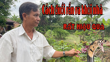Cách đuổi rắn ra khỏi nhà , khỏi vườn không dám quay trở lại