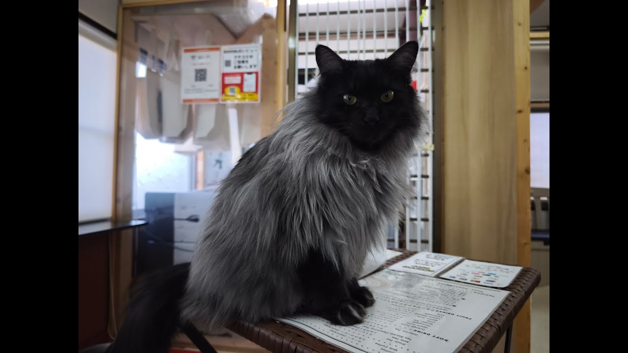 NEKO oasis ohana　Live配信 3.6