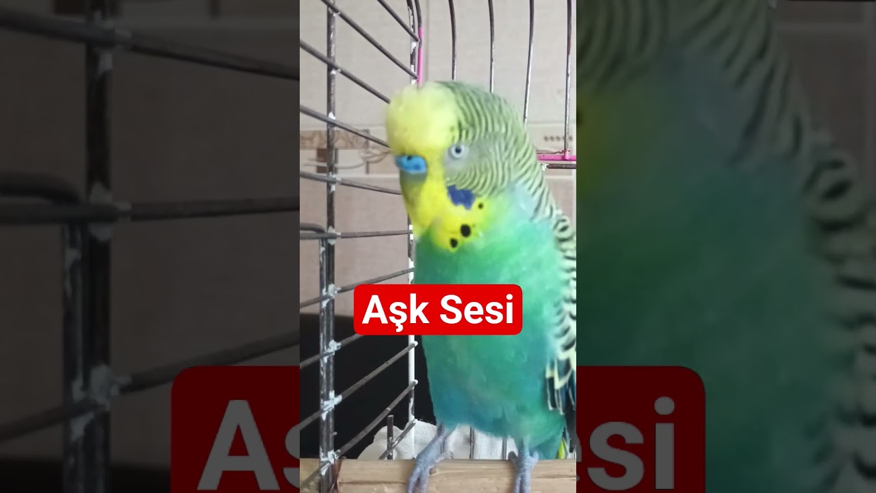Aşk Sesi #birds #talkingparot #muhabbetkuşu #budgies #parrot #parakeet #birdsong #cute #lovebirds