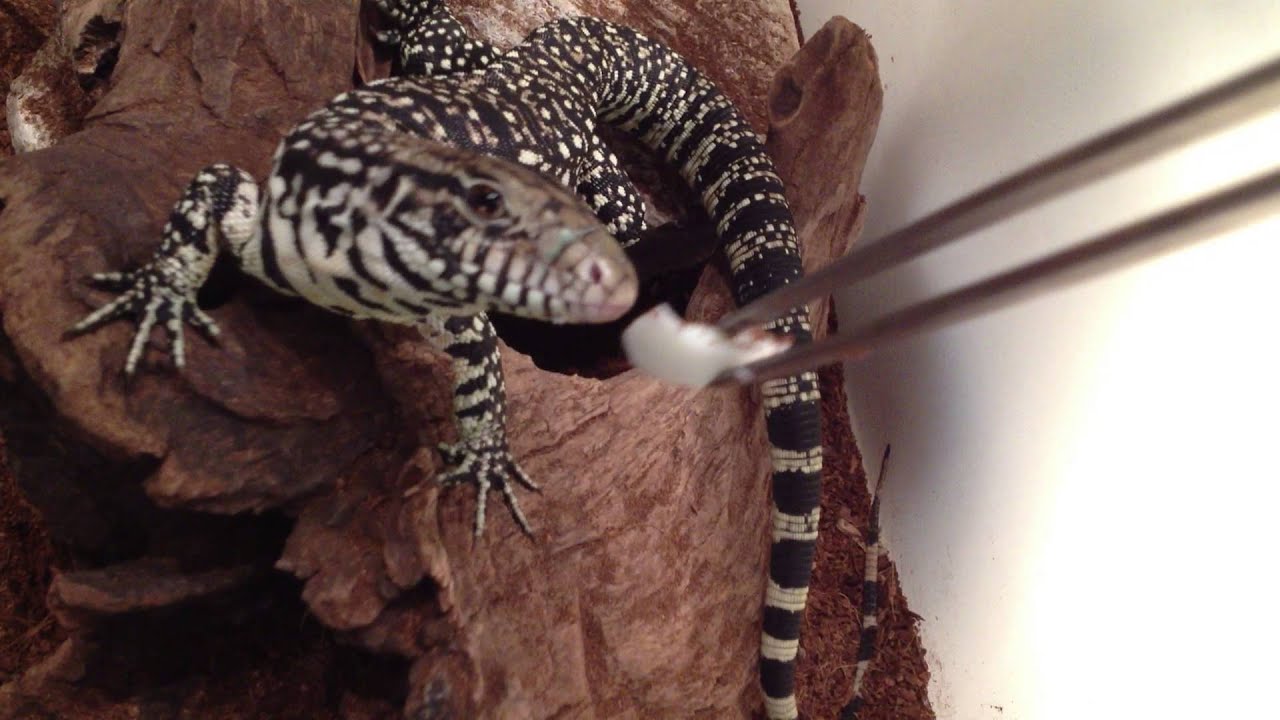 video phone beyonce mp3 Argentine black and white tegu eats Egg