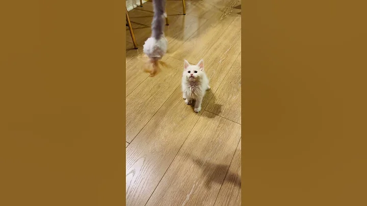 Watch the video about Yuki the mainecoon baby kitten is too tired to play today #catlife #babykittens