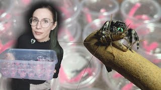 SPORE had BABIES! Separating BABY JUMPING SPIDERS to sell! +Simple Care and Info