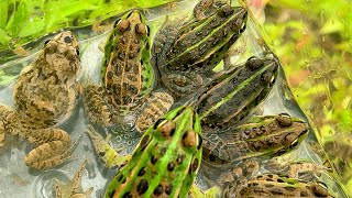 Capturing and observing beautiful Japanese frogs. - YouTube