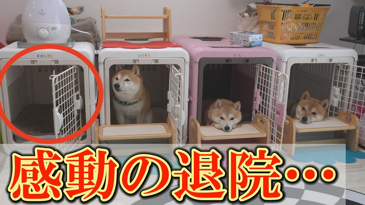 入院していた兄柴犬が3日ぶりに帰宅。大喜びする弟と妹にジーンときました。