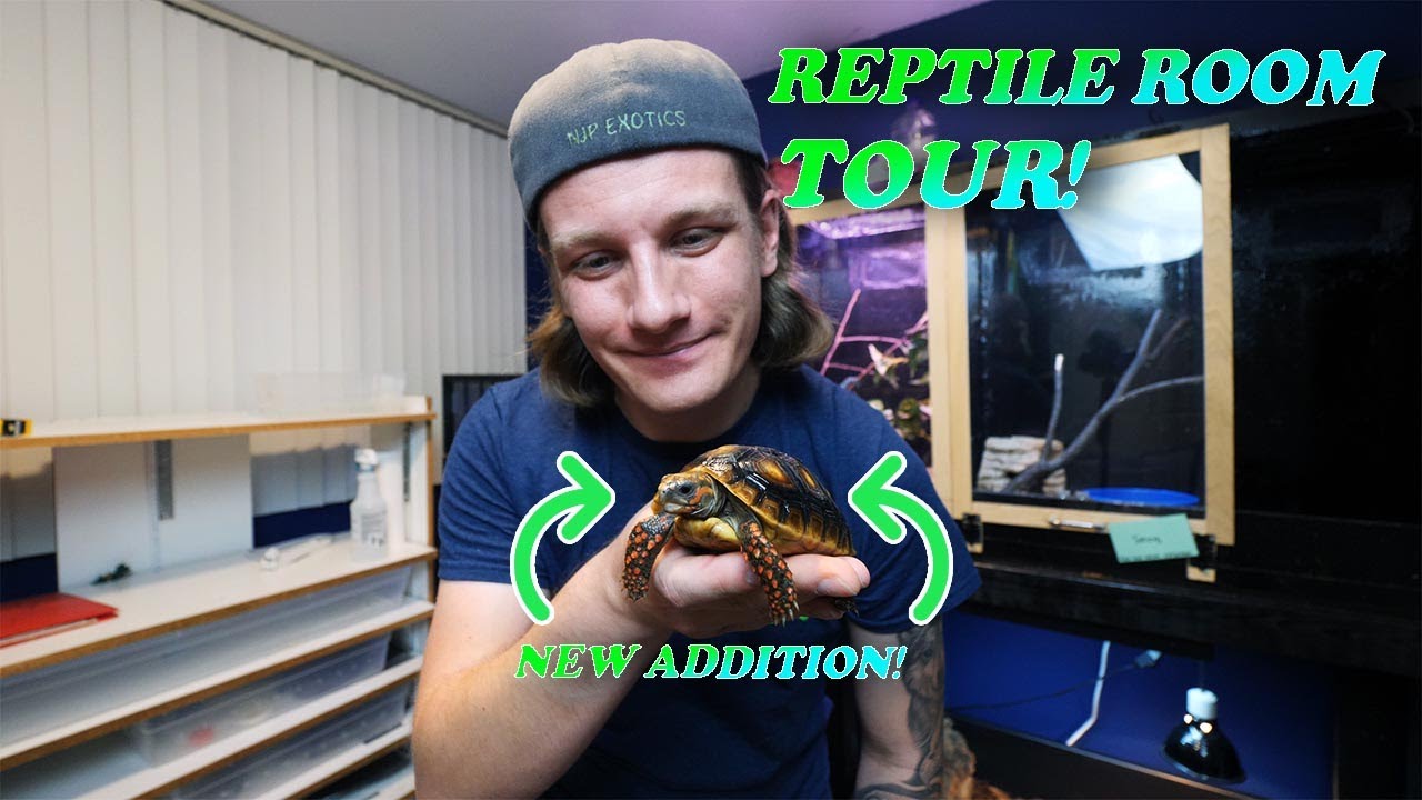 REPTILE ROOM TOUR - NOVEMBER 2020 - YouTube