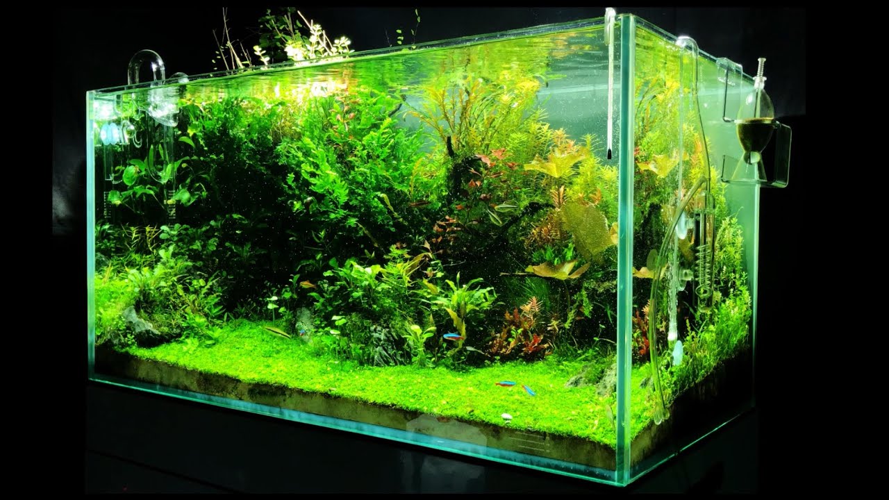Underwater Garden Planted Aquarium YouTube