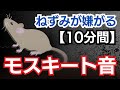 【モスキート音】ねずみが嫌がる音で撃退!ねずみ・ハクビシンに!【10分間】