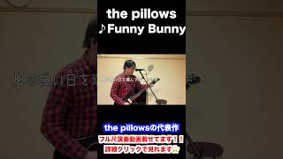 【演奏してみた】Funny Bunny - the pillows #歌ってみた #弾き語り #ピロウズ解散しちゃった… 伊藤武尊 / Ito Takeru