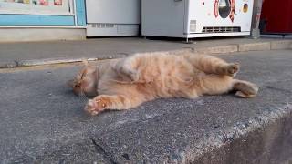 売店の前でゴロンゴロン転がる野良猫