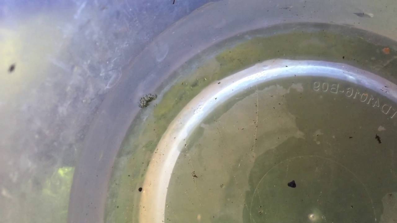 camera iphone 8 plus apk Lice -like bug just pulled off of wild caught stingray