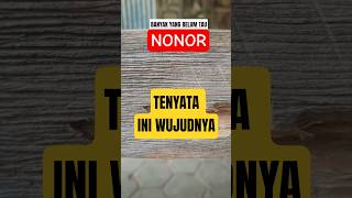 NONOR HEWAN PEMAKAN KAYU ❗ #nonor #totor #kayu #beledugjati #teter