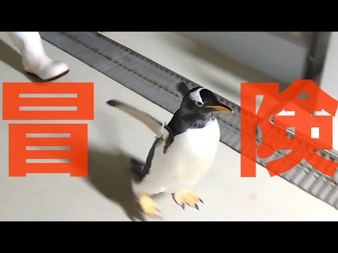 散歩するジェンツーペンギン  