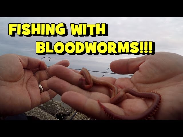 FISHING W/ BLOODWORMS!!! Chasing the STRIPED BASS Migration! (Striper  Fishing on the Delaware River) 