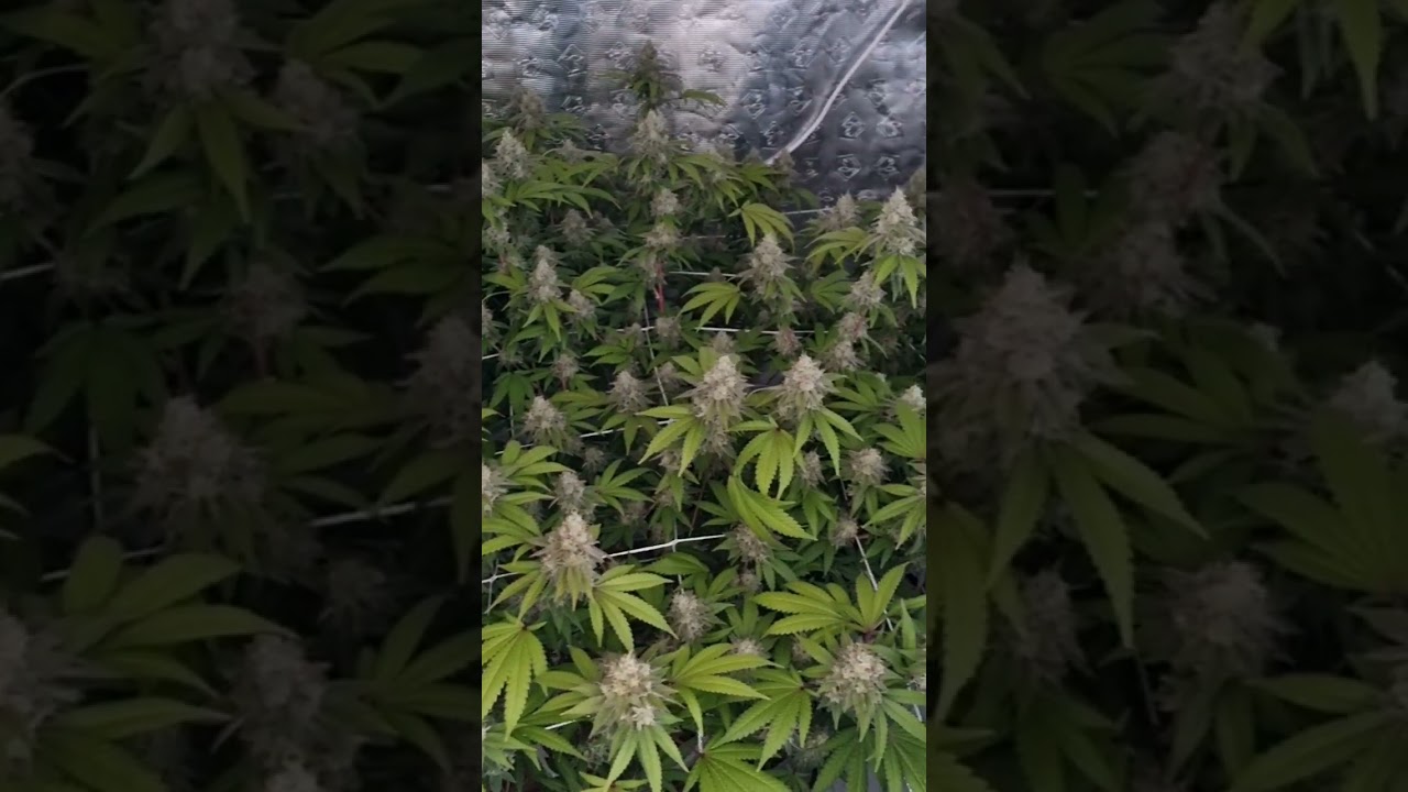 Week 8 of flower GG4. 