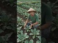Cara merawat Brokoli yang sederhana #shorts #pertanian #shortvideo #brokoli