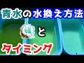 青水の水換え方法とタイミング~稚魚が大きくならない原因の一つ水換え不足(グリーンウォーター篇)~【媛めだか】