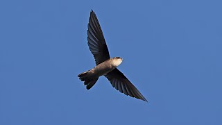 Ameline Swiftlet, Aerodramus Amelis