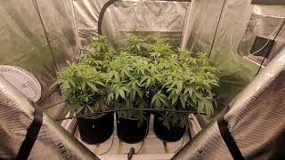 Last veg update before switching to flower day 28