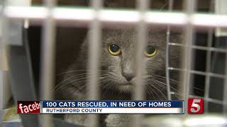100 Cats Rescued From Poor Conditions In Camper