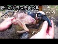 カラスの燻製作って食べる　ジビエ　自給自足　田舎暮らし