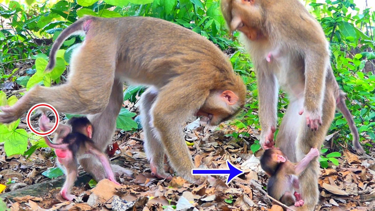 Little baby doesn't seem to want to walk when its mother teaches it to walk.