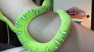 Emerald tree boa handling!