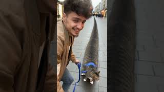 Yeni kedim sosis gibi