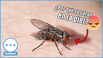 ¿Por qué a las moscas les gusta molestar a los humanos?