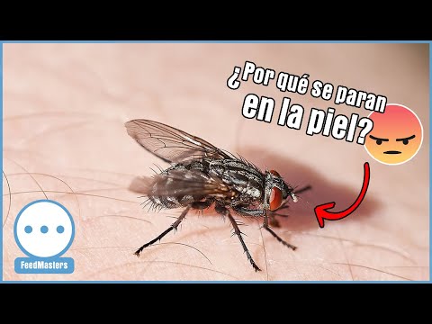 Video: ¿Por qué las moscas se posan sobre los humanos? ¿Qué les atrae?