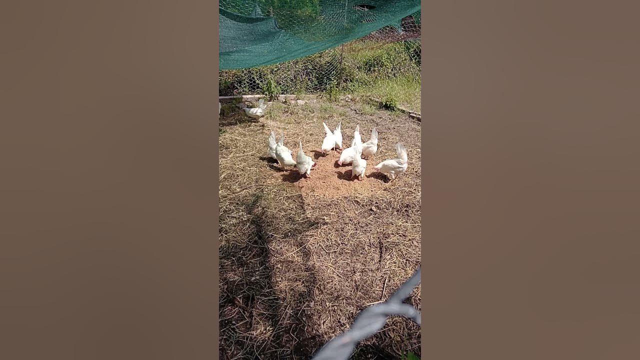 Leghorn chickens feed on brewer's spent grain BSG YouTube