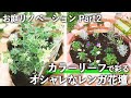 【花壇に彩りを】カラーリーフを寄植えし、お庭の花壇を彩ります【Part 2】