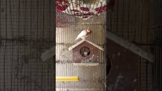 Mutation Finch pair laying down two eggs 🥚🥚