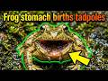 How Did the Gastric Brooding Frog Use Its Stomach as a Nursery to Give Birth? 🐸