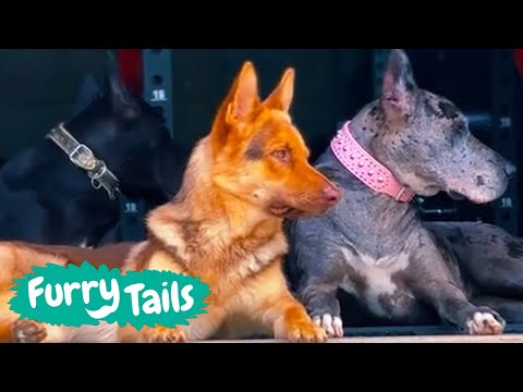 Dogs Look After