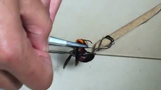 19 Chapter 5 Tethering A Vespa Mandarinia Hornet For Experiments Plate 11