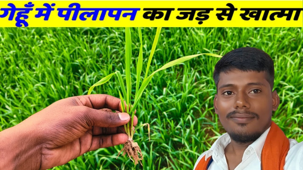 गेहूं में पीलापन कैसे हटाएं। 