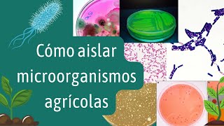 ¿CÓMO AISLAR MICROORGANISMOS AGRÍCOLAS?