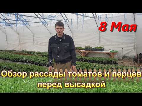 Review of tomato and pepper seedlings before planting