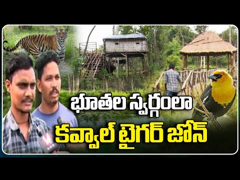 Kawal Tiger Zone Turns Into Tourist Spot | Adilabad | Ground Report | V6 News - V6NEWSTELUGU