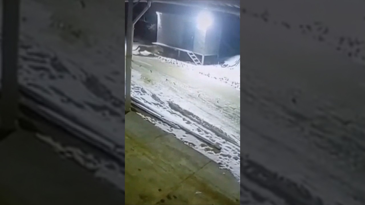 Тигр задавил собаку. Скрытая камера.