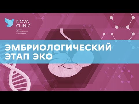 Как проходит эмбриологический этап ЭКО?