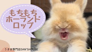もちもち子うさぎ】ホーランドロップ - YouTube