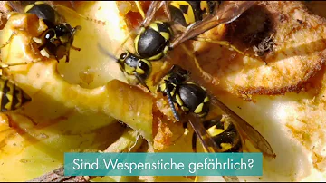 Wann wird ein Stich gefährlich?