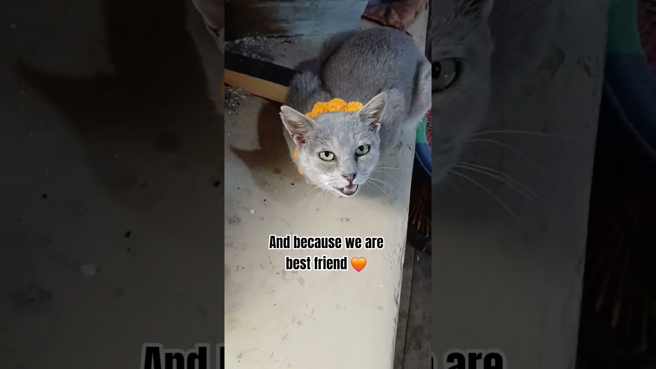 Отправьте это своему лучшему другу ✨️ 🧡, 