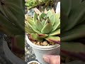 [多肉植物geee]モルガン^_^ #succulent #geee #plants #garden #ベランダ多肉 #タニパト #gardening