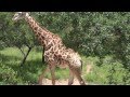 Giraffes in our yard in Marloth Park, South Africa #1...