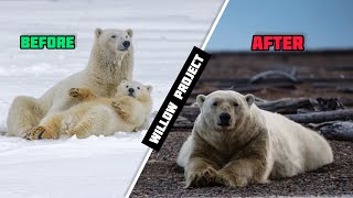 THE WILLOW PROJECT: everything you need to know!