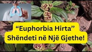 Secrets Of Euphorbia Hirta. Asthma Plant.