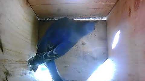 Bluebird checking out nest box 3-19-18