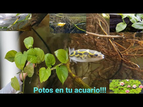 Video: Plantas de acuario: foto con nombres